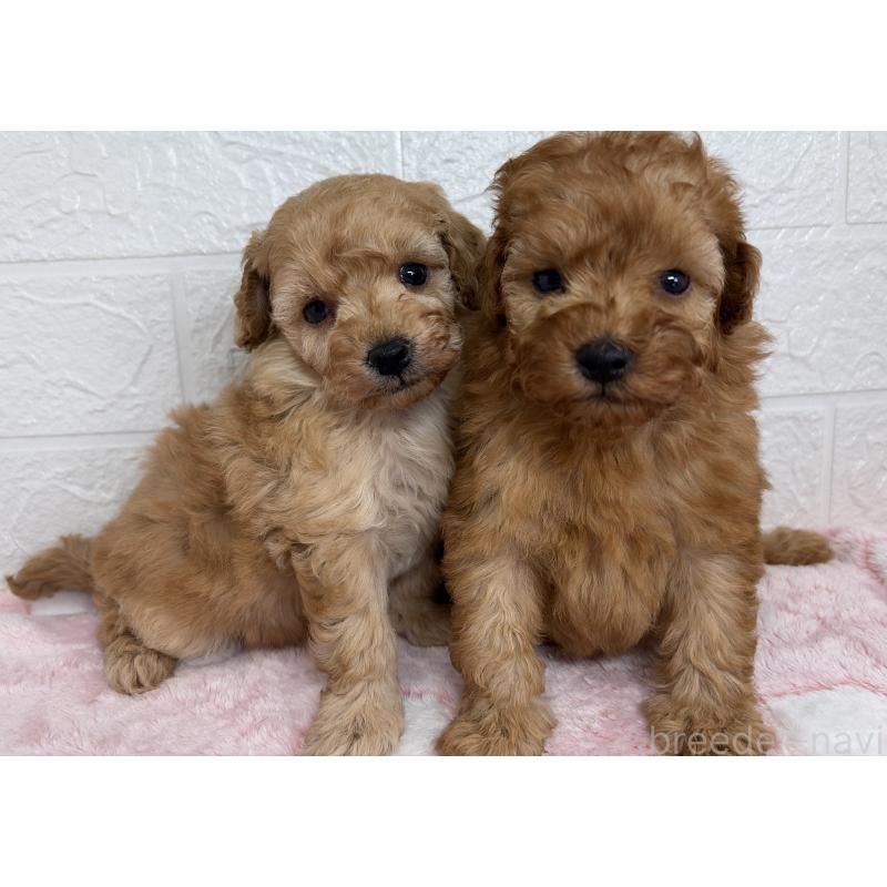 販売中の埼玉県のトイプードル-447589の10枚目