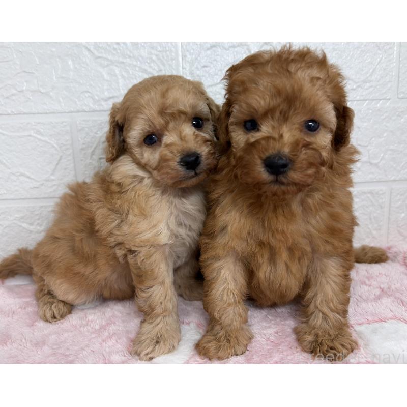 販売中の埼玉県のトイプードル-447589の9枚目