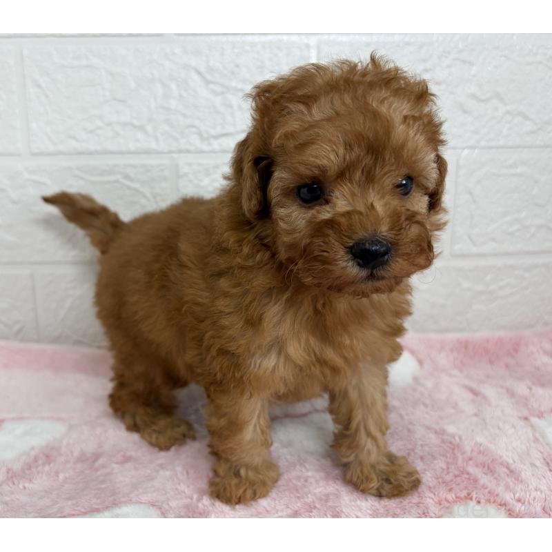 販売中の埼玉県のトイプードル-447589の8枚目