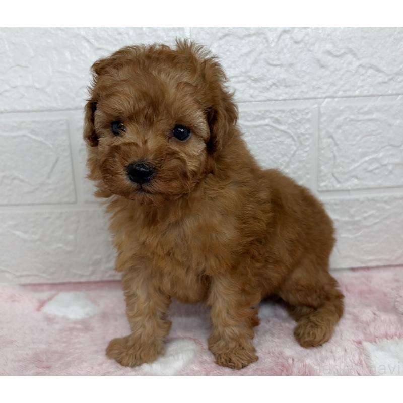 販売中の埼玉県のトイプードル-447589の7枚目