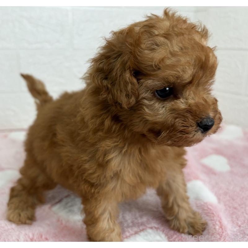 販売中の埼玉県のトイプードル-447589の6枚目