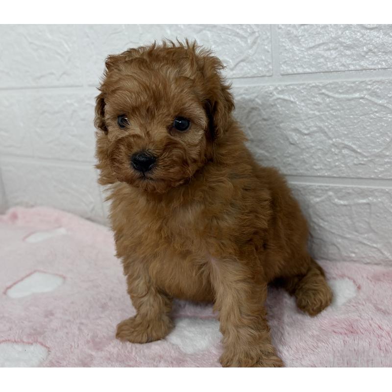 販売中の埼玉県のトイプードル-447589の3枚目