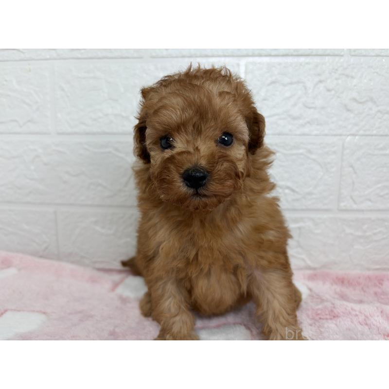 販売中の埼玉県のトイプードル-447589の2枚目