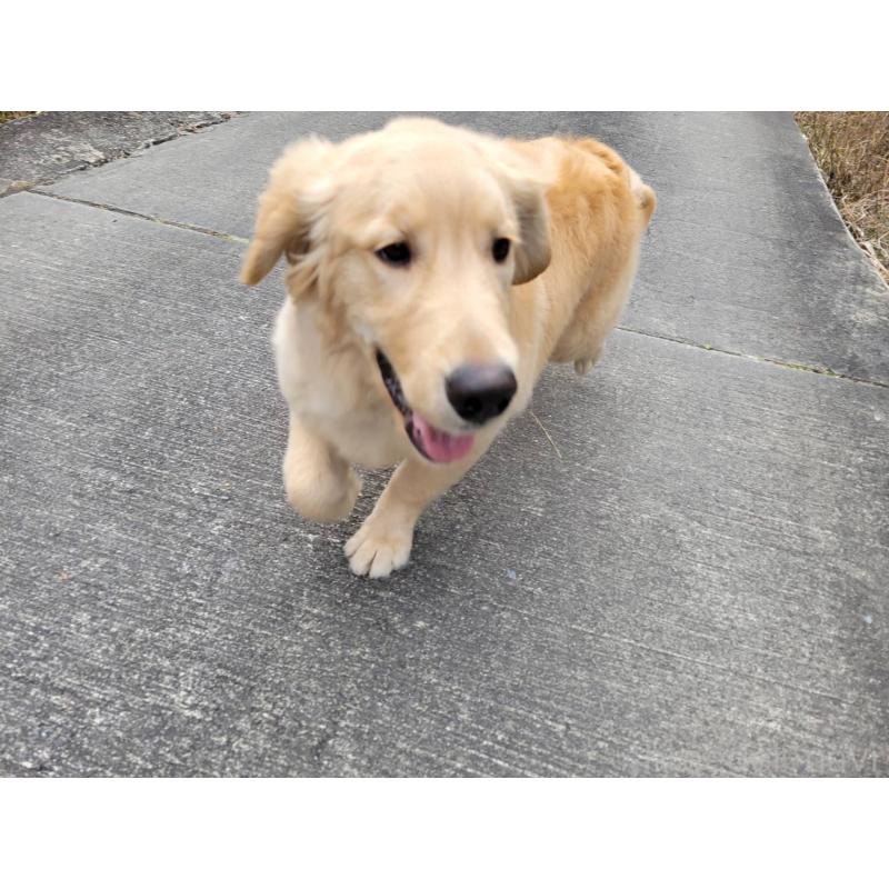 販売中の三重県のゴールデンレトリーバー-420183の4枚目
