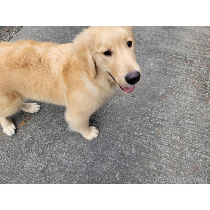 販売中の三重県のゴールデンレトリーバー-420183の5枚目