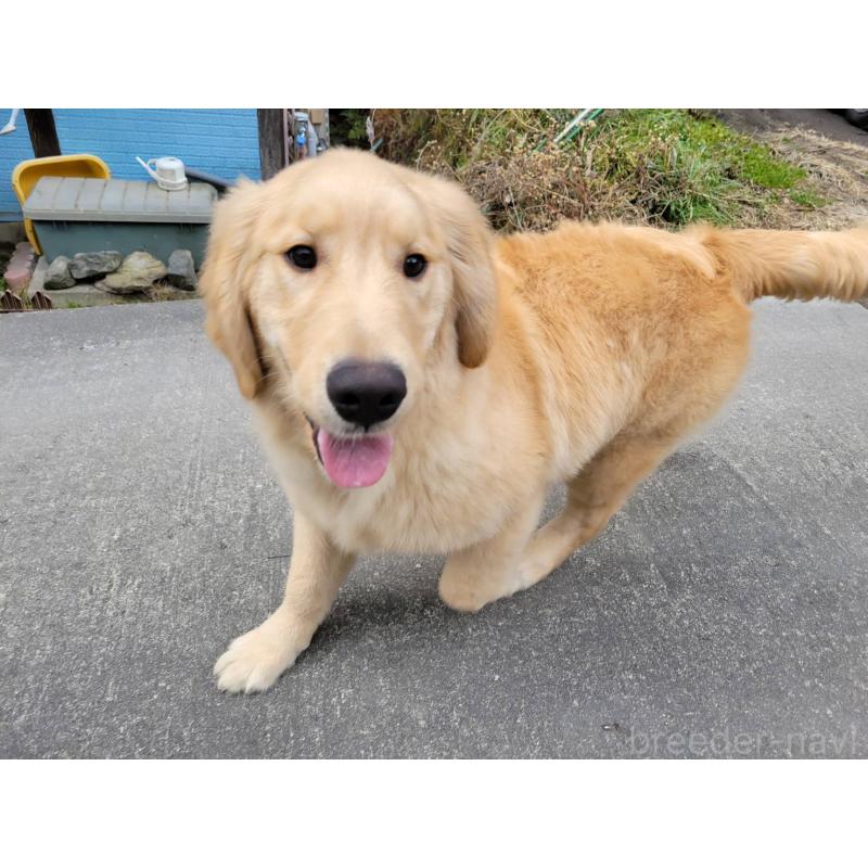 販売中の三重県のゴールデンレトリーバー-420183の2枚目