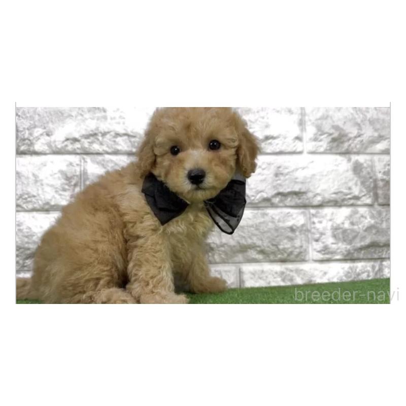 販売中の埼玉県のタイニープードル-447588の2枚目