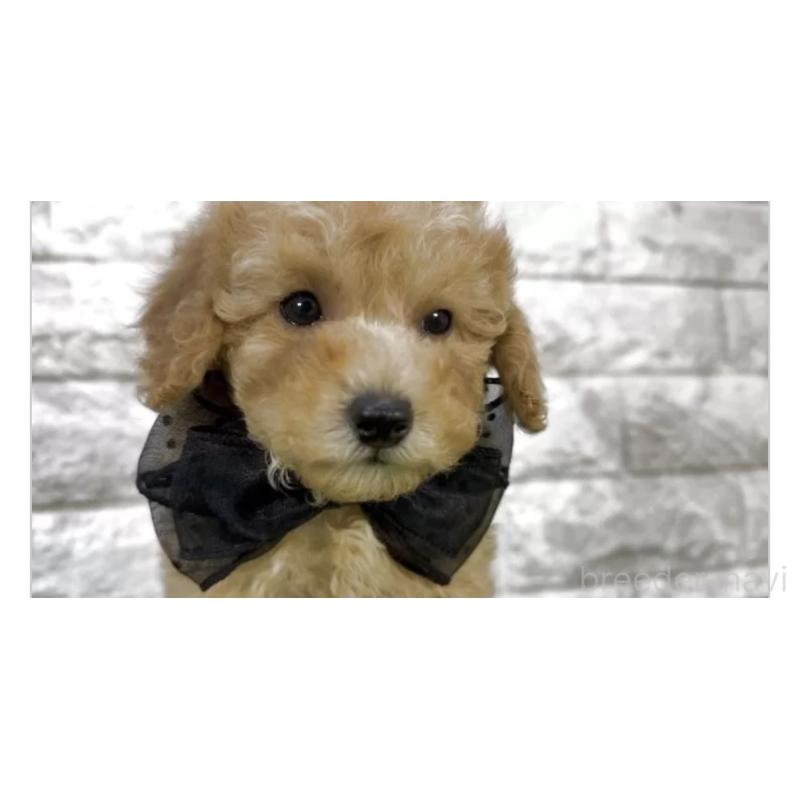 販売中の埼玉県のタイニープードル-447588の3枚目