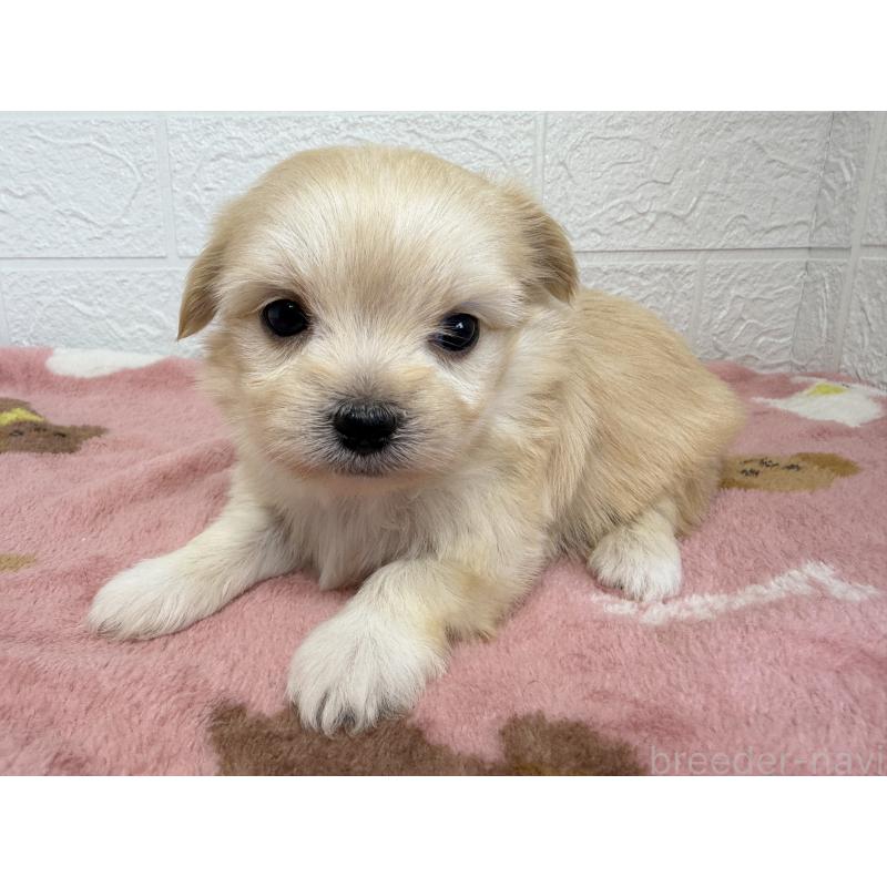 販売中の埼玉県のチワマル:チワワ×マルチーズ-447591の8枚目