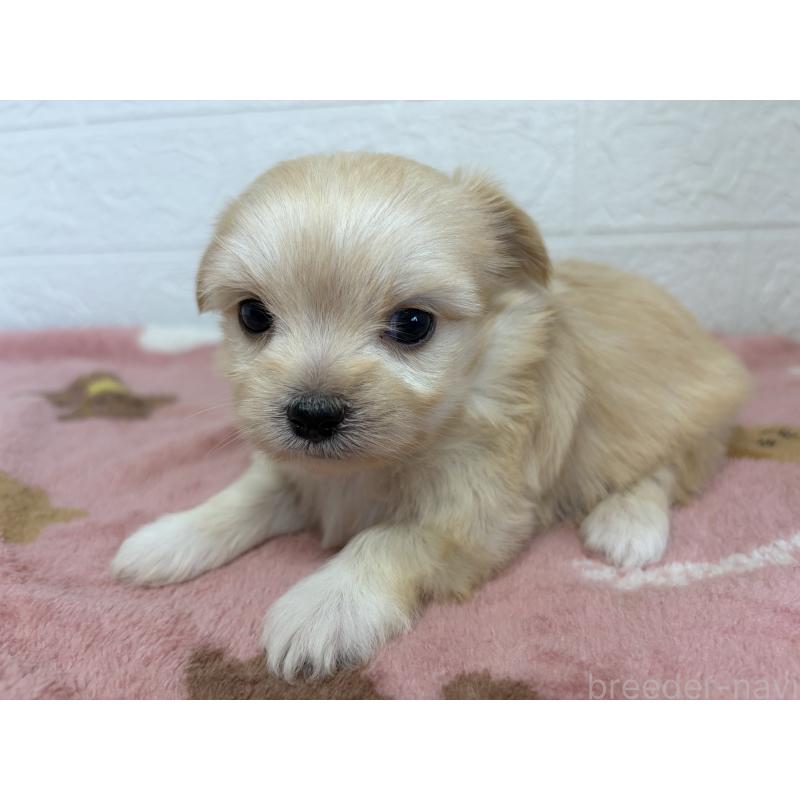 販売中の埼玉県のチワマル:チワワ×マルチーズ-447591の7枚目