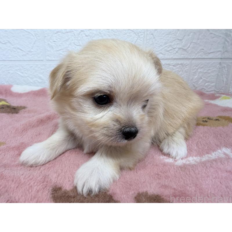 販売中の埼玉県のチワマル:チワワ×マルチーズ-447591の6枚目