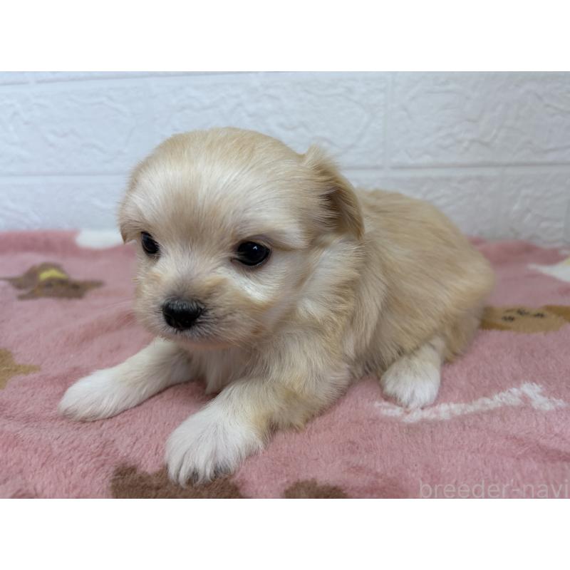 販売中の埼玉県のチワマル:チワワ×マルチーズ-447591の5枚目