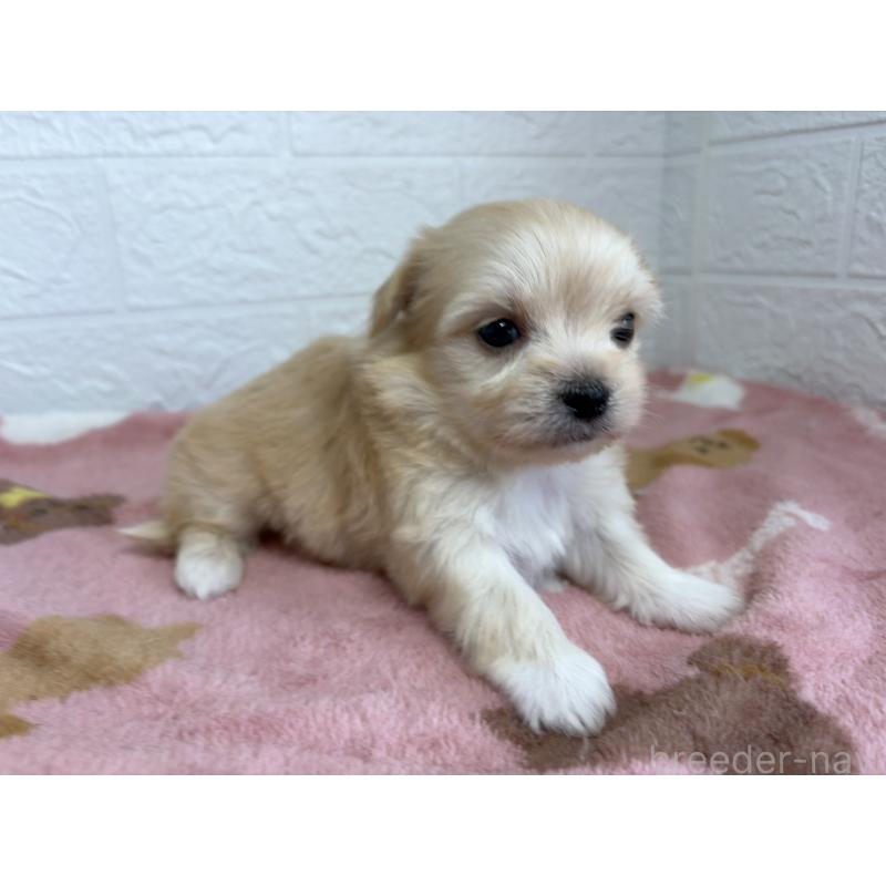 販売中の埼玉県のチワマル:チワワ×マルチーズ-447591の4枚目