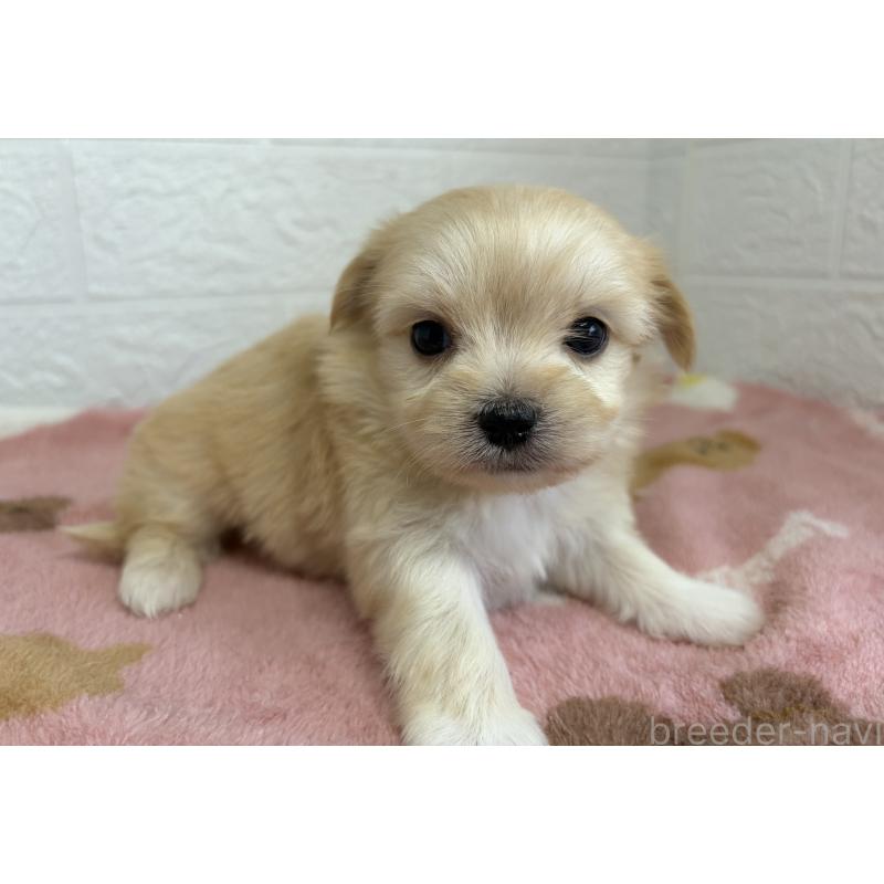 販売中の埼玉県のチワマル:チワワ×マルチーズ-447591の3枚目