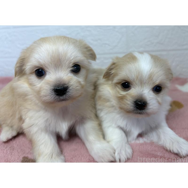 販売中の埼玉県のチワマル:チワワ×マルチーズ-447592の8枚目