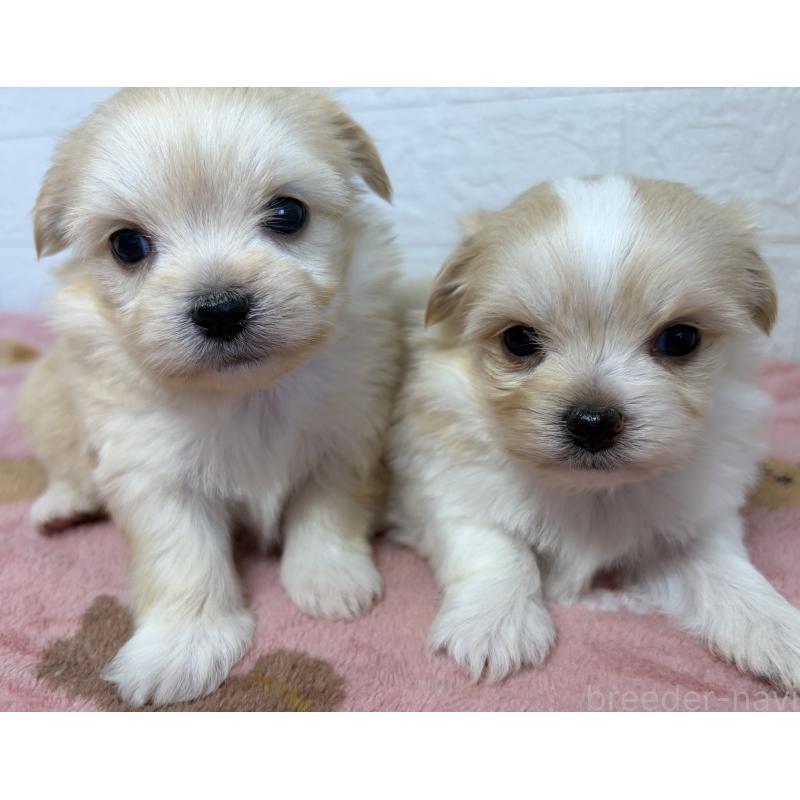 販売中の埼玉県のチワマル:チワワ×マルチーズ-447592の7枚目