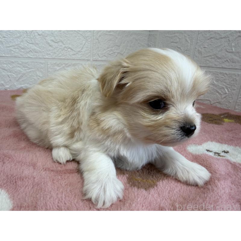 販売中の埼玉県のチワマル:チワワ×マルチーズ-447592の6枚目