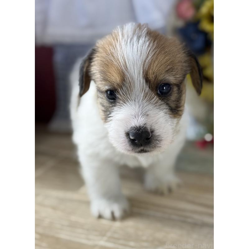 販売中の宮崎県のジャックラッセルテリア-447593の7枚目