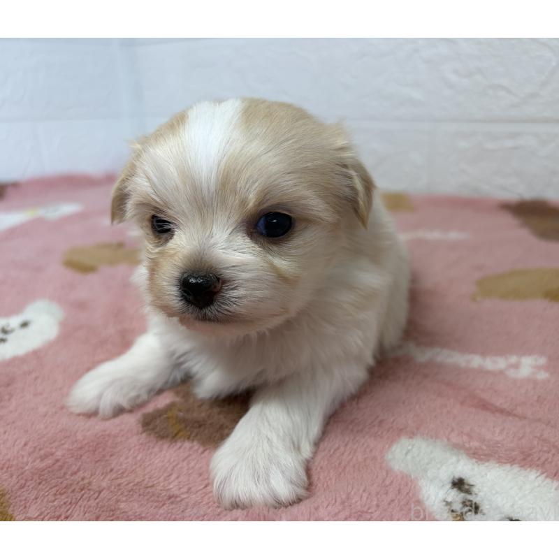 販売中の埼玉県のチワマル:チワワ×マルチーズ-447592の5枚目