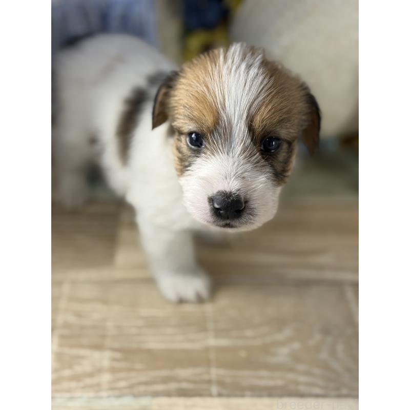 販売中の宮崎県のジャックラッセルテリア-447593の6枚目