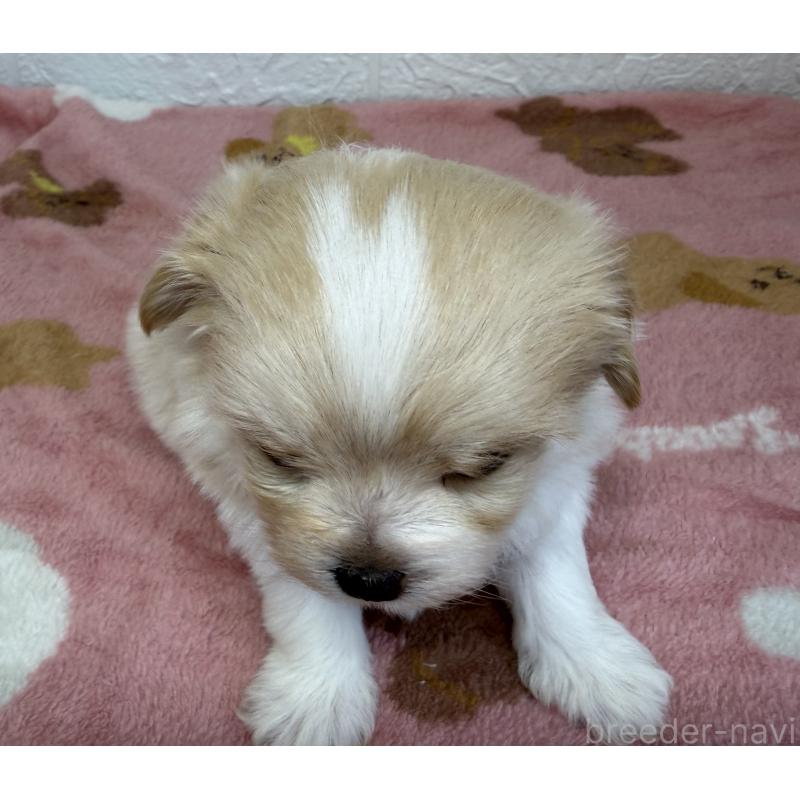 販売中の埼玉県のチワマル:チワワ×マルチーズ-447592の3枚目