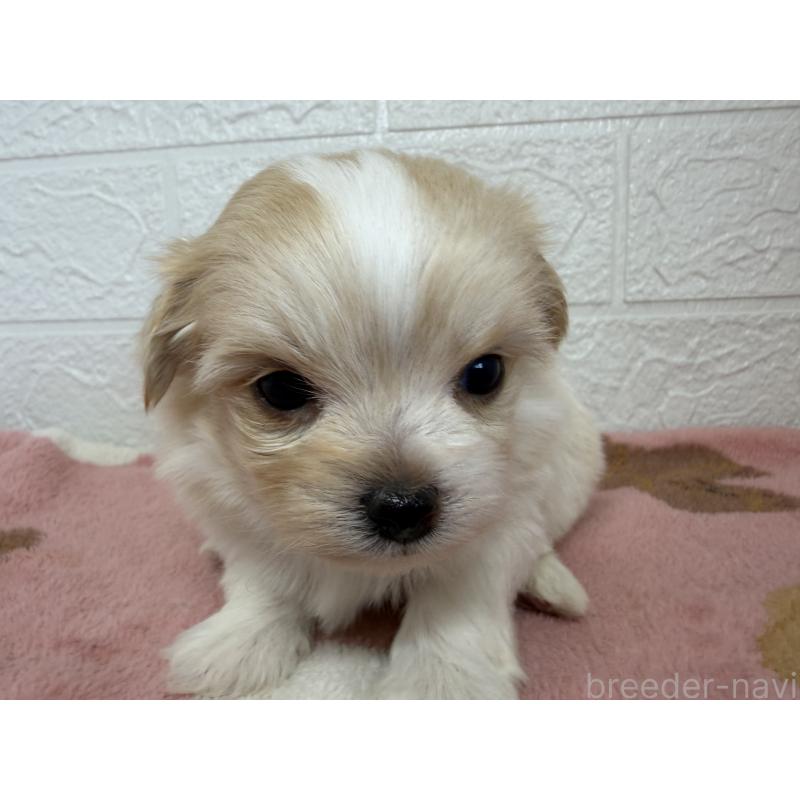 販売中の埼玉県のチワマル:チワワ×マルチーズ-447592の2枚目