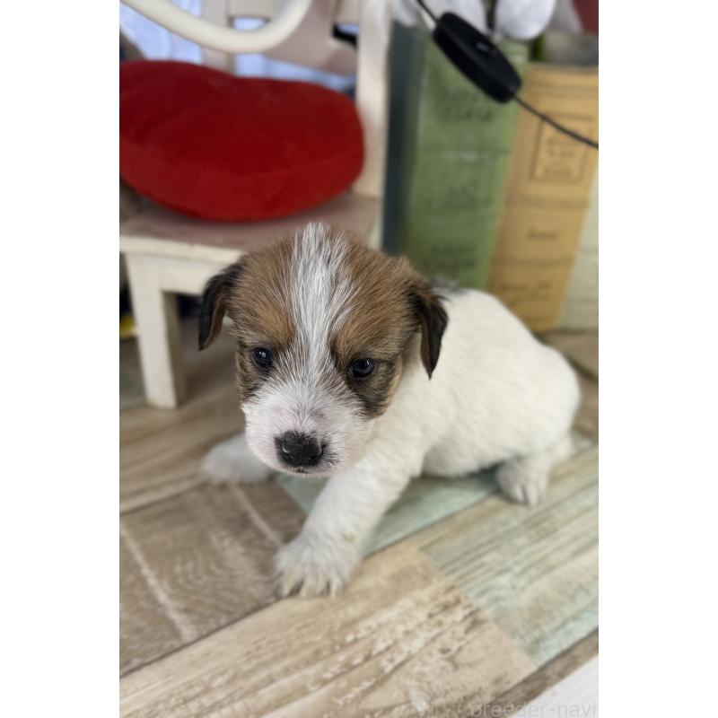 販売中の宮崎県のジャックラッセルテリア-447593の4枚目