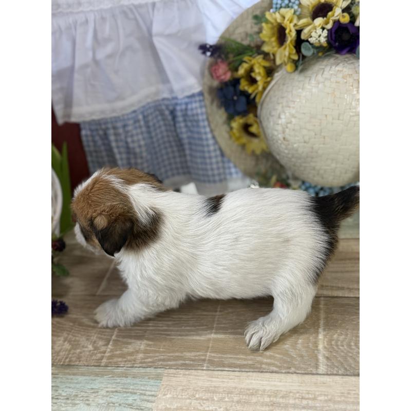 販売中の宮崎県のジャックラッセルテリア-447593の3枚目