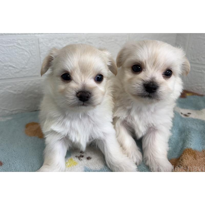 販売中の埼玉県のチワマル:チワワ×マルチーズ-447594の8枚目