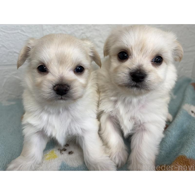 販売中の埼玉県のチワマル:チワワ×マルチーズ-447594の7枚目