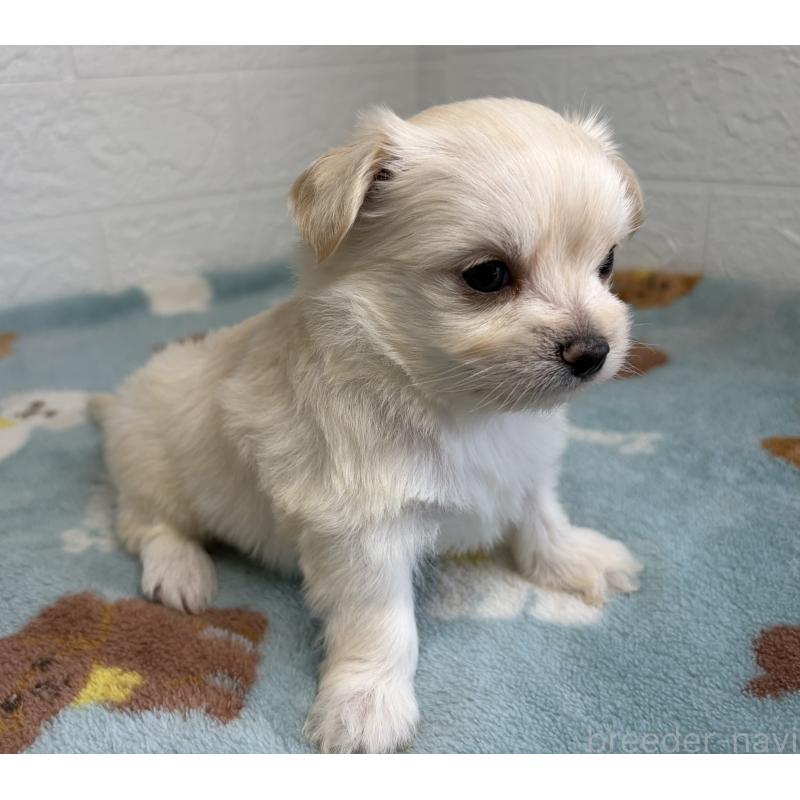 販売中の埼玉県のチワマル:チワワ×マルチーズ-447594の6枚目