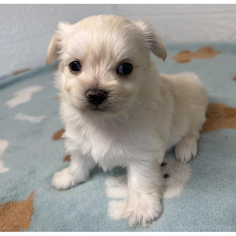 販売中の埼玉県のチワマル:チワワ×マルチーズ-447594の5枚目