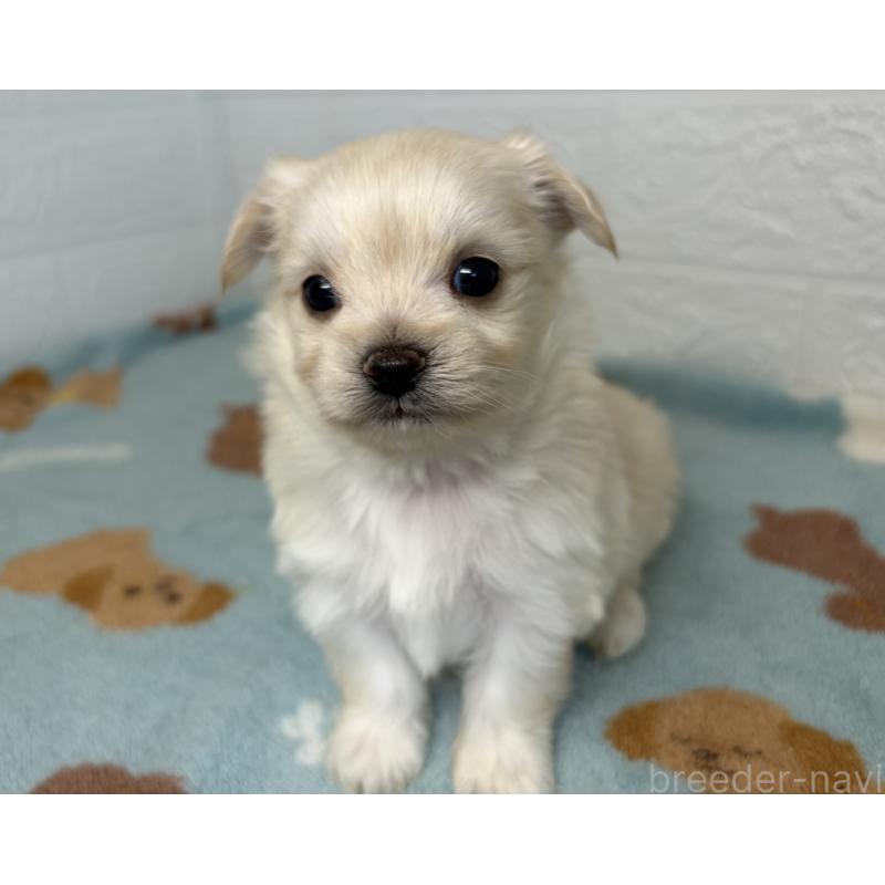 販売中の埼玉県のチワマル:チワワ×マルチーズ-447594の4枚目