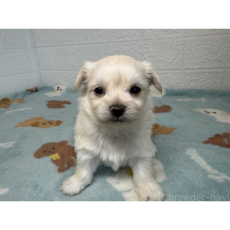 販売中の埼玉県のチワマル:チワワ×マルチーズ-447594の3枚目