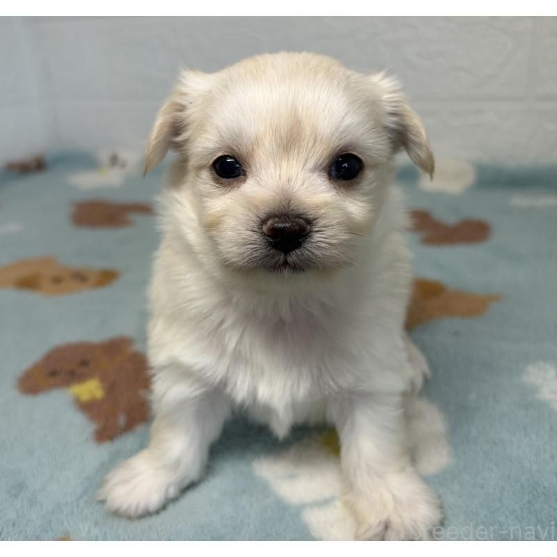 販売中の埼玉県のチワマル:チワワ×マルチーズ-447594の2枚目