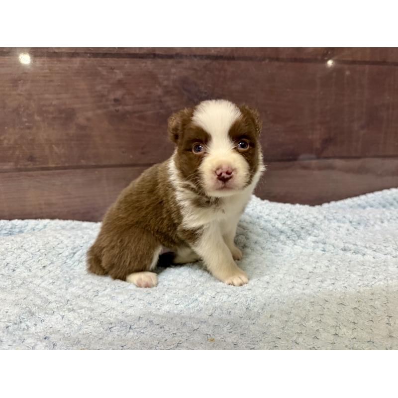 販売中の長野県のボーダーコリー-447598の6枚目