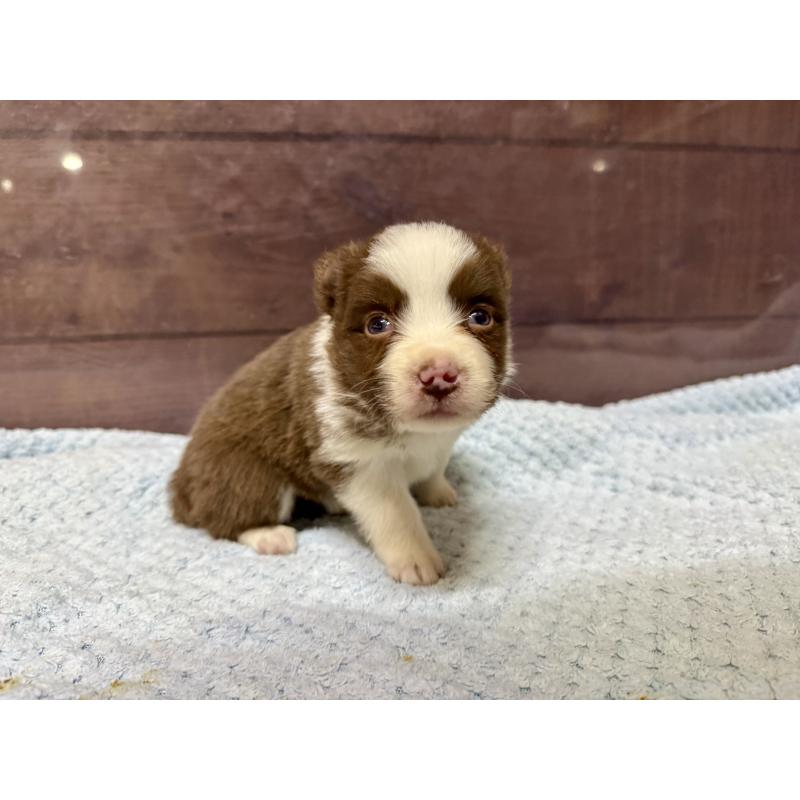 販売中の長野県のボーダーコリー-447598の5枚目