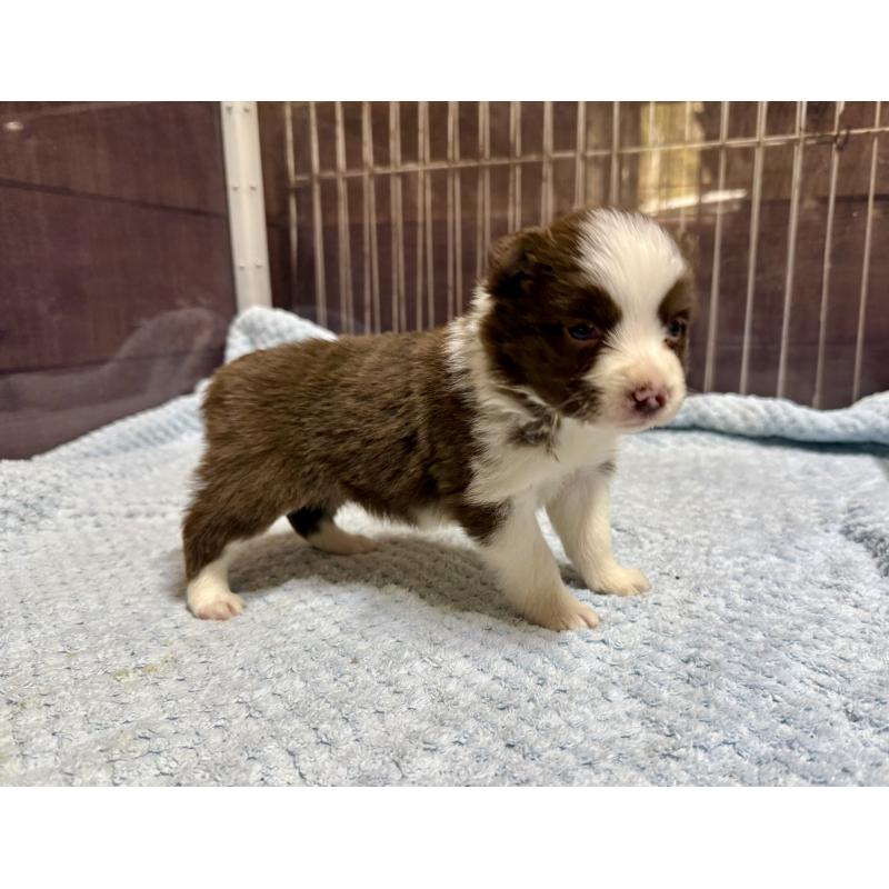 販売中の長野県のボーダーコリー-447598の4枚目