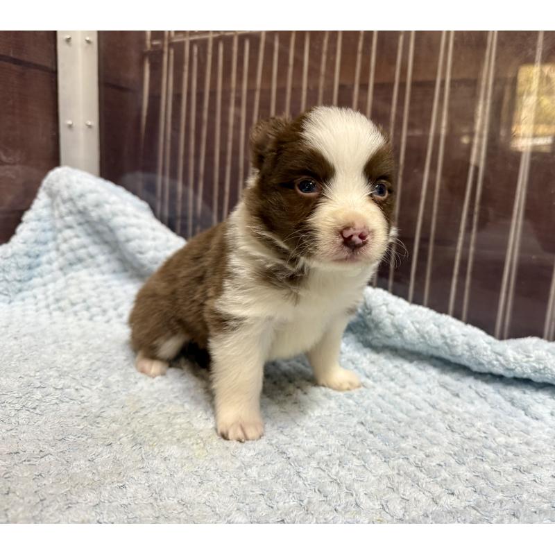 販売中の長野県のボーダーコリー-447598の3枚目