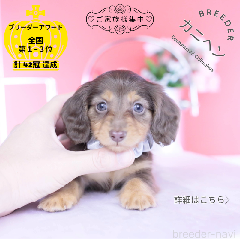 販売中の愛知県のカニンヘンダックスフンド(ロングヘアード)-444701