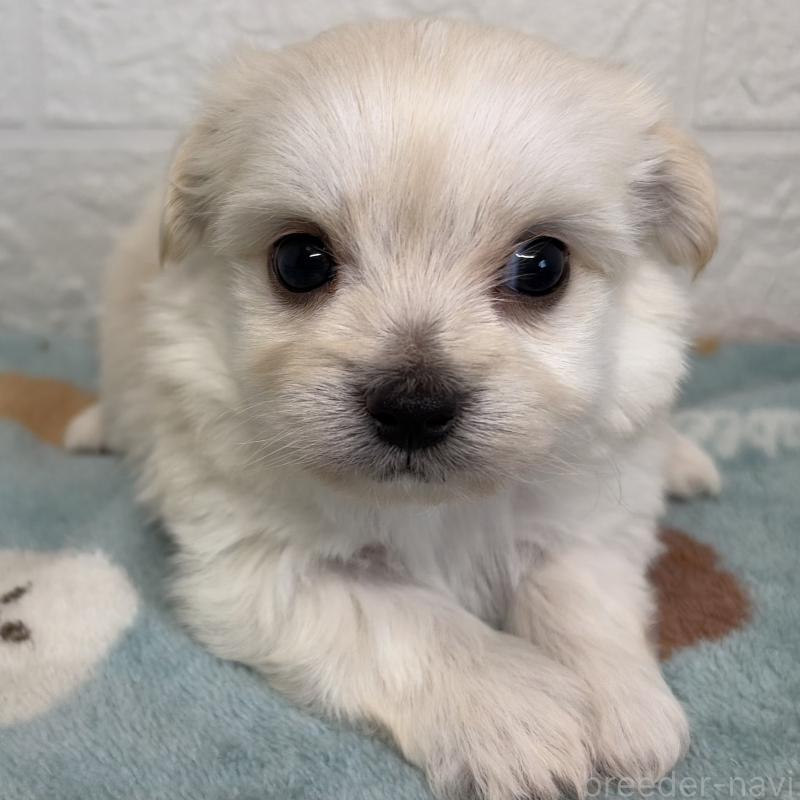 販売中の埼玉県のチワマル:チワワ×マルチーズ-447596