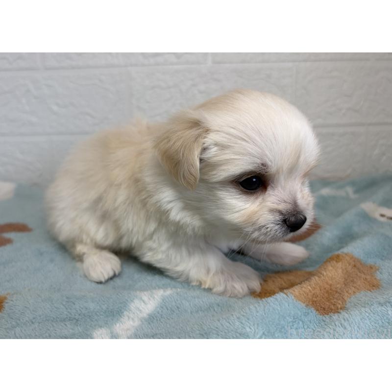 販売中の埼玉県のチワマル:チワワ×マルチーズ-447596の6枚目