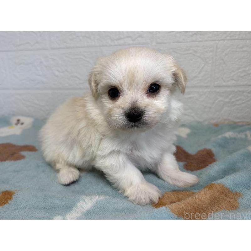 販売中の埼玉県のチワマル:チワワ×マルチーズ-447596の4枚目