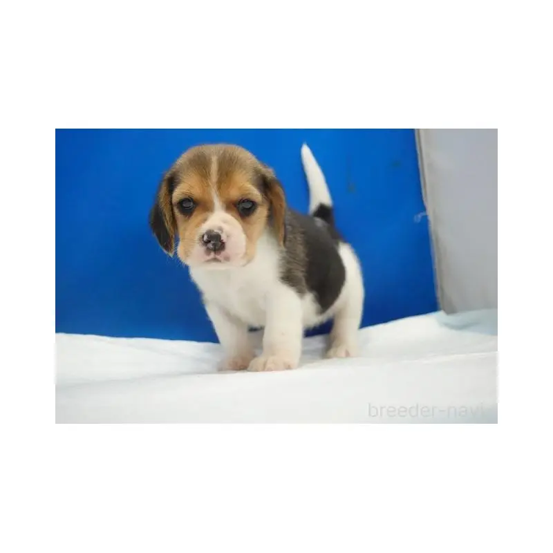 販売中の愛知県のビーグル-447595の3枚目