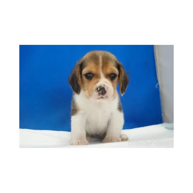 販売中の愛知県のビーグル-447595の4枚目