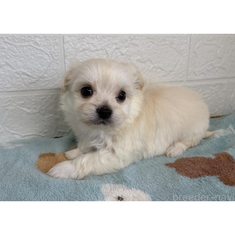 販売中の埼玉県のチワマル:チワワ×マルチーズ-447596の3枚目