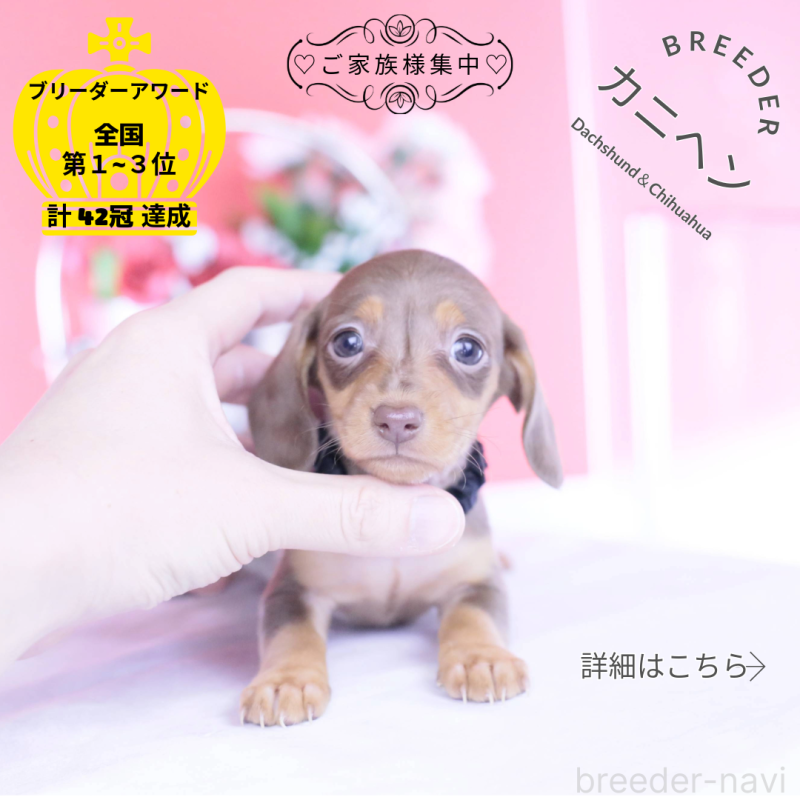 販売中の愛知県のカニンヘンダックスフンド(スムースヘアード)-444706