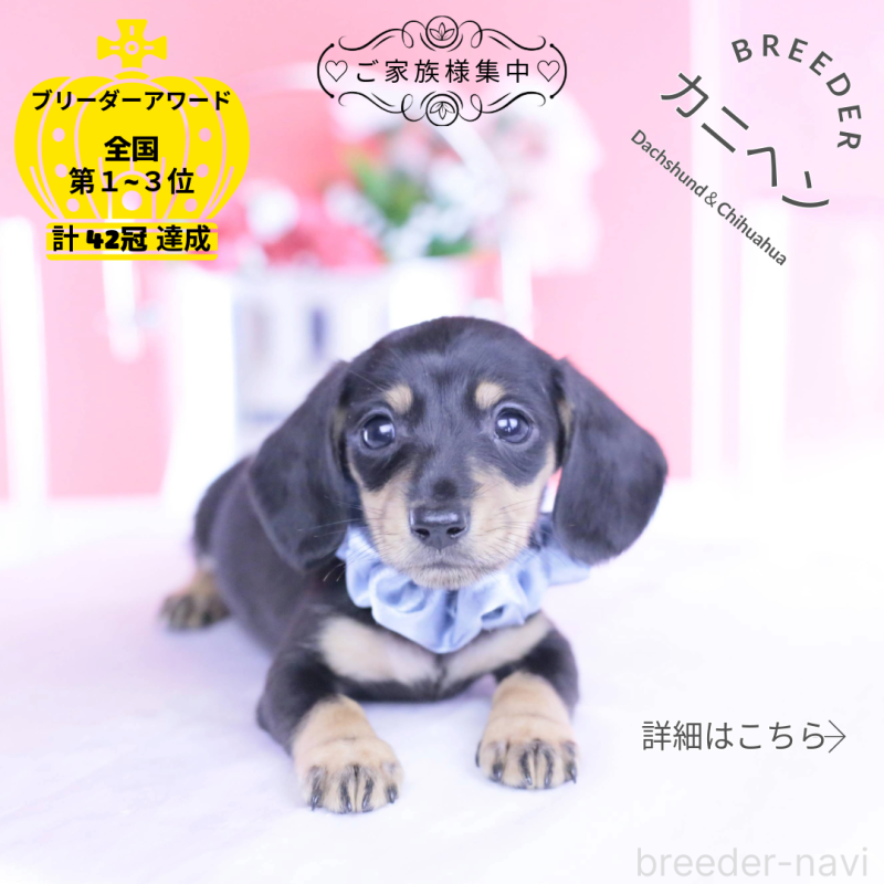 販売中の愛知県のカニンヘンダックスフンド(スムースヘアード)-444710