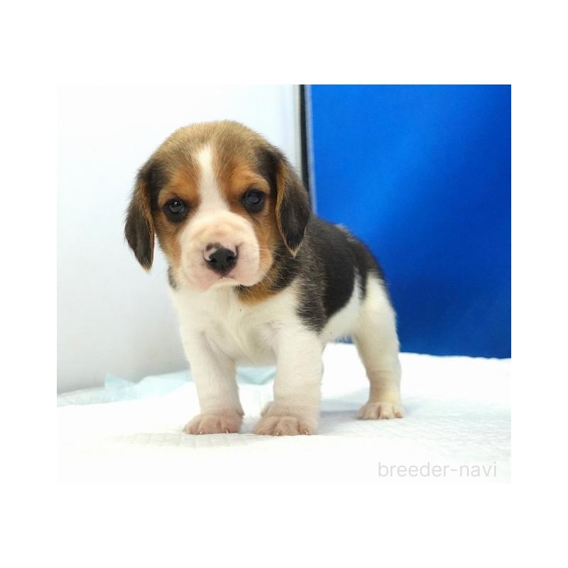 販売中の愛知県のビーグル-447599の5枚目
