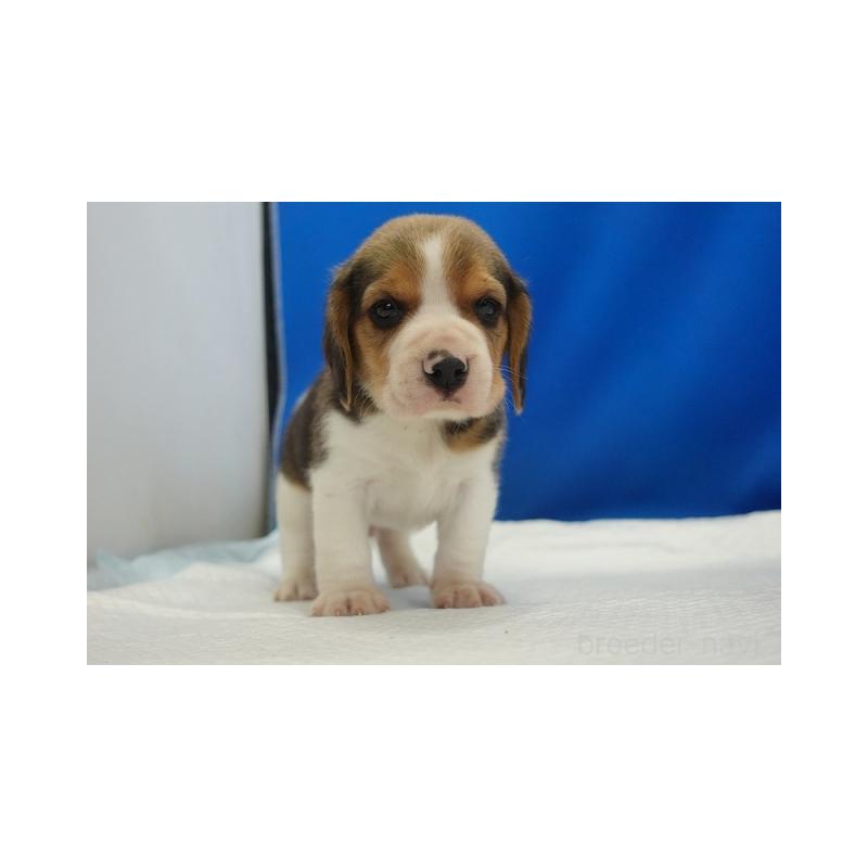 販売中の愛知県のビーグル-447599の4枚目